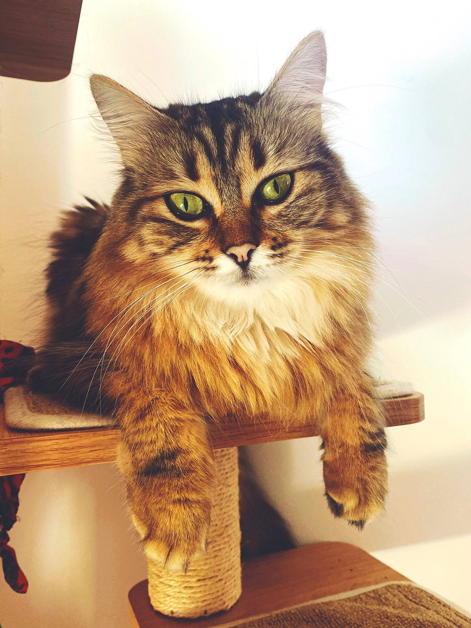 Kimiko a rejoint le concours — aidez-le/la à gagner de superbes lots ! box, british_longhair, cardboard, carnivore, cat, chair, claw, domestic_short_haired_cat, fawn, felidae, fur, maine_coon, paw, small_to_medium_sized_cats, snout, tail, terrestrial_animal, whiskers, window, wood