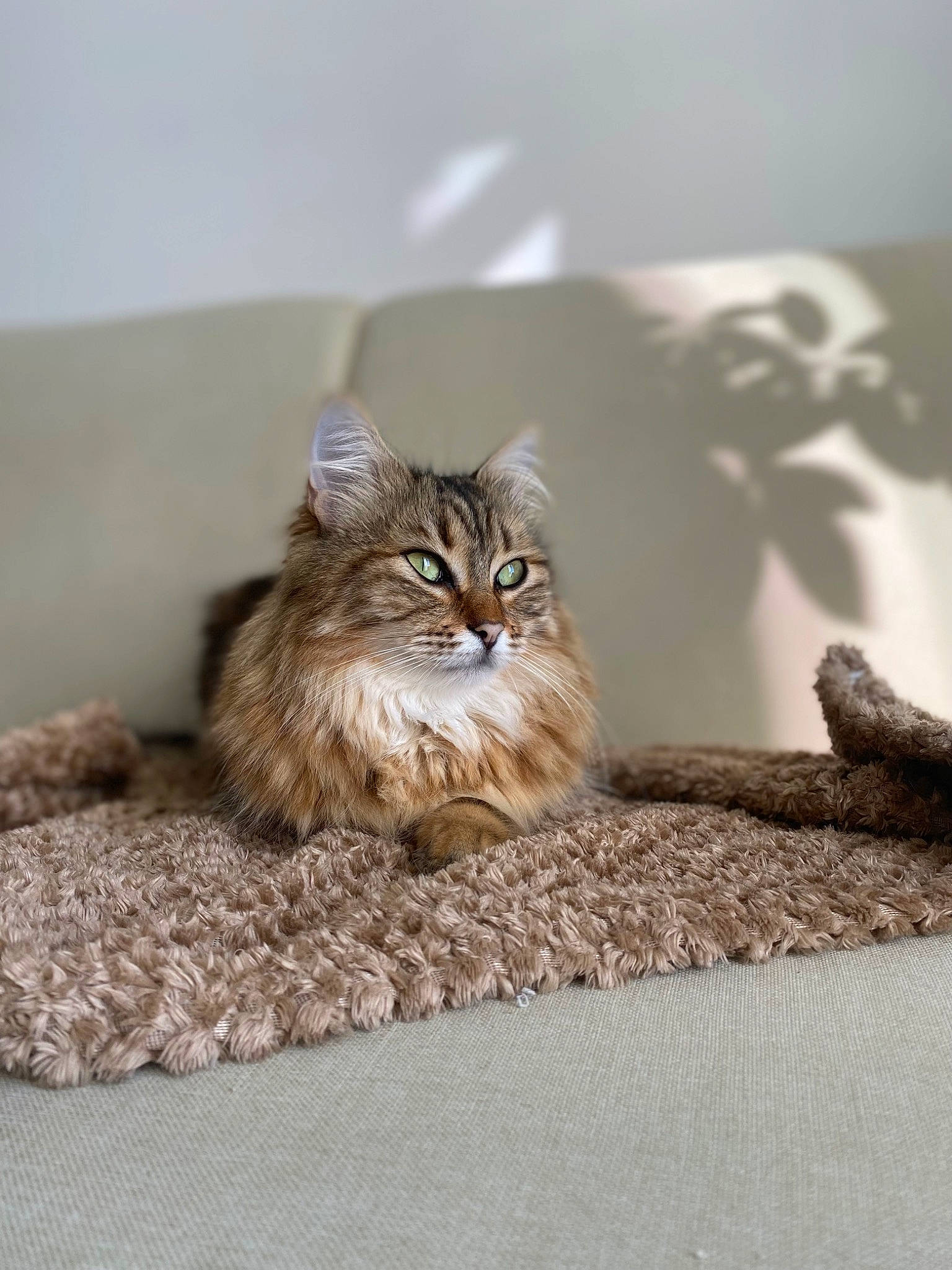 Kimiko a rejoint le concours — aidez-le/la à gagner de superbes lots ! brown, carnivore, cat, claw, comfort, domestic_short_haired_cat, fawn, felidae, flooring, fur, grey, maine_coon, paw, small_to_medium_sized_cats, snout, terrestrial_animal, whiskers, wood