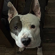 Dakota joined the competition — help win amazing prizes! adorable, animal, black_and_white, canine, close_up, companion, curious, dog, domestic_animal, ears, face, floor, fur, indoor, looking_up, muzzle, nostrils, paws, pet, wooden_floor
