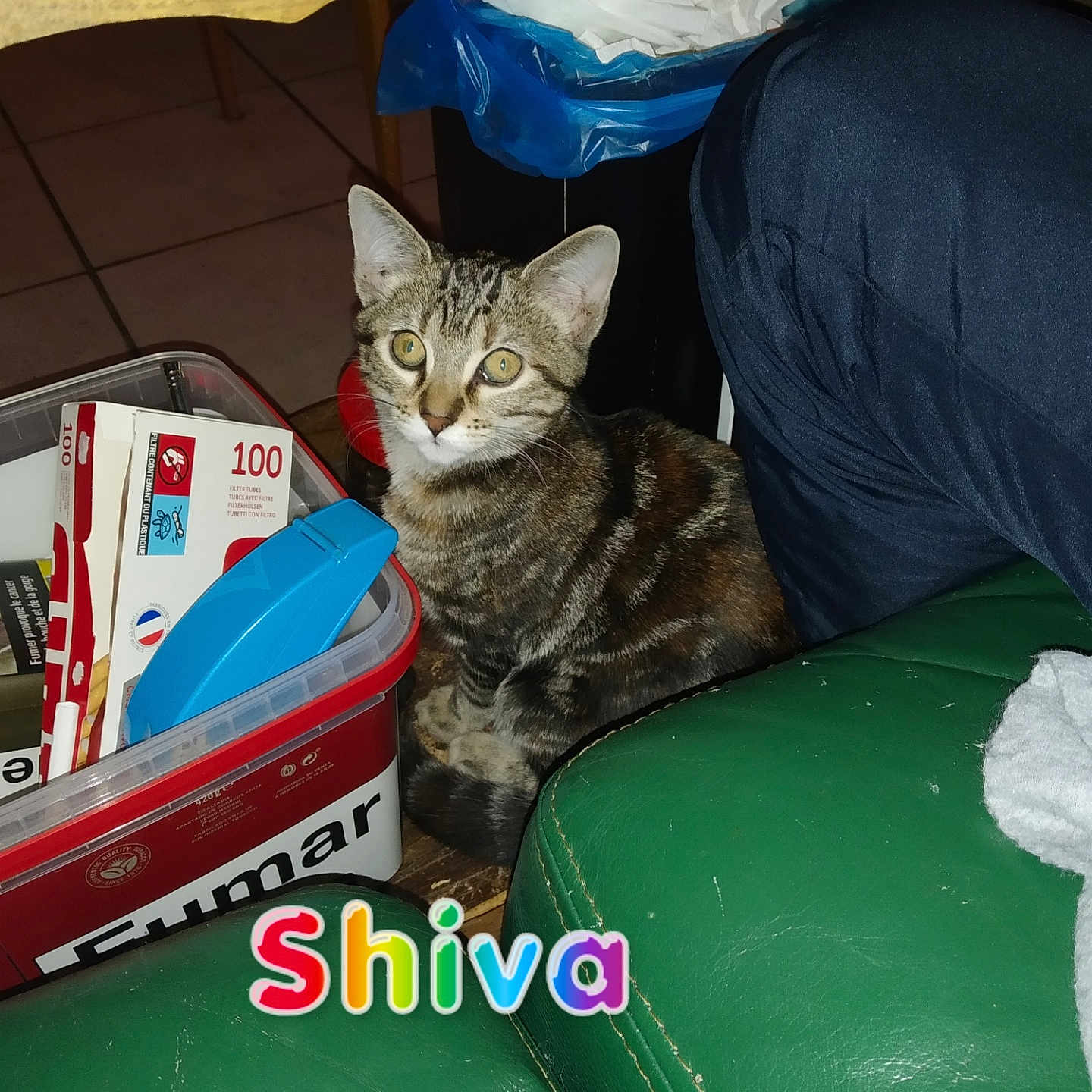 Shiva