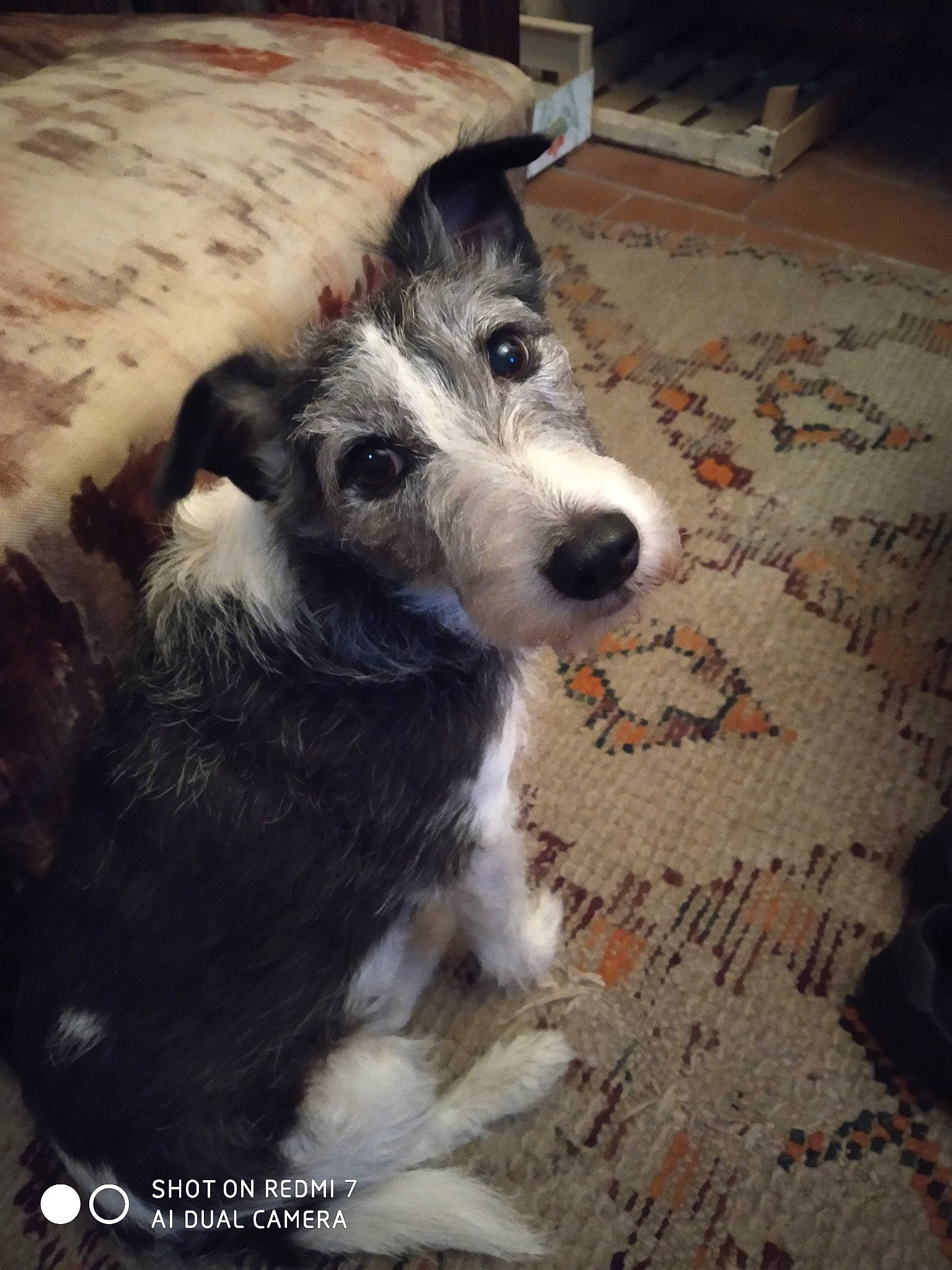 Bounty participe au concours pour gagner de l'argent avec cette photo : canidae, carnivore, companion_dog, dog, dog_breed, fox_terrier, mammal, rare_breed_dog, snout, terrier, vertebrate, working_dog