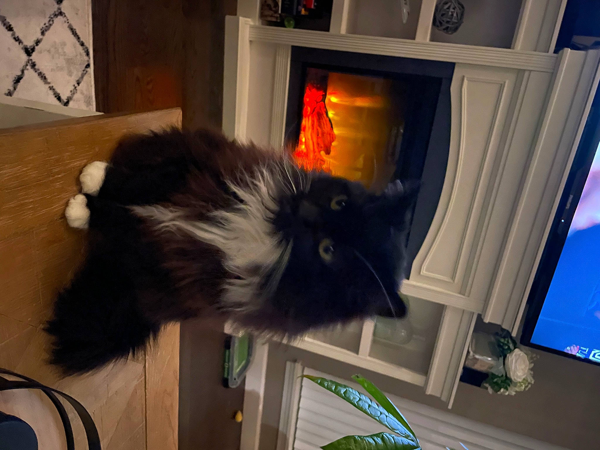 Miss Kitten joined the competition — help win amazing prizes! carnivore, cat, companion_dog, curtain, dog_breed, felidae, fur, gas, hardwood, picture_frame, room, small_to_medium_sized_cats, tail, whiskers, wood_burning_stove