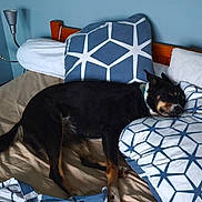 Olly participe au concours pour gagner de l'argent avec cette photo : animal, bed, bedding, black_dog, collar, comfort, cozy, dog, fur, furniture, geometric_pattern, head, indoor, pet, pillow, relaxation, resting, room, sleepy, tan_markings