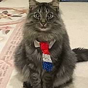 Donald joined the competition — help win amazing prizes! accessory, animal, carpet, cat, curious, cute, domestic_cat, feline, fluffy, fur, gray_cat, home, indoor, pet_bed, pets, portrait, sitting, tie, whiskers, wide_eyes