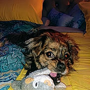 Piperanne joined the competition — help win amazing prizes! animal, bed, blanket, canine, chewing, closeup, comfort, cozy, cute, dog, fur, home, indoor, mischievous, pet, pillow, playful, resting, stuffed_animal, toy