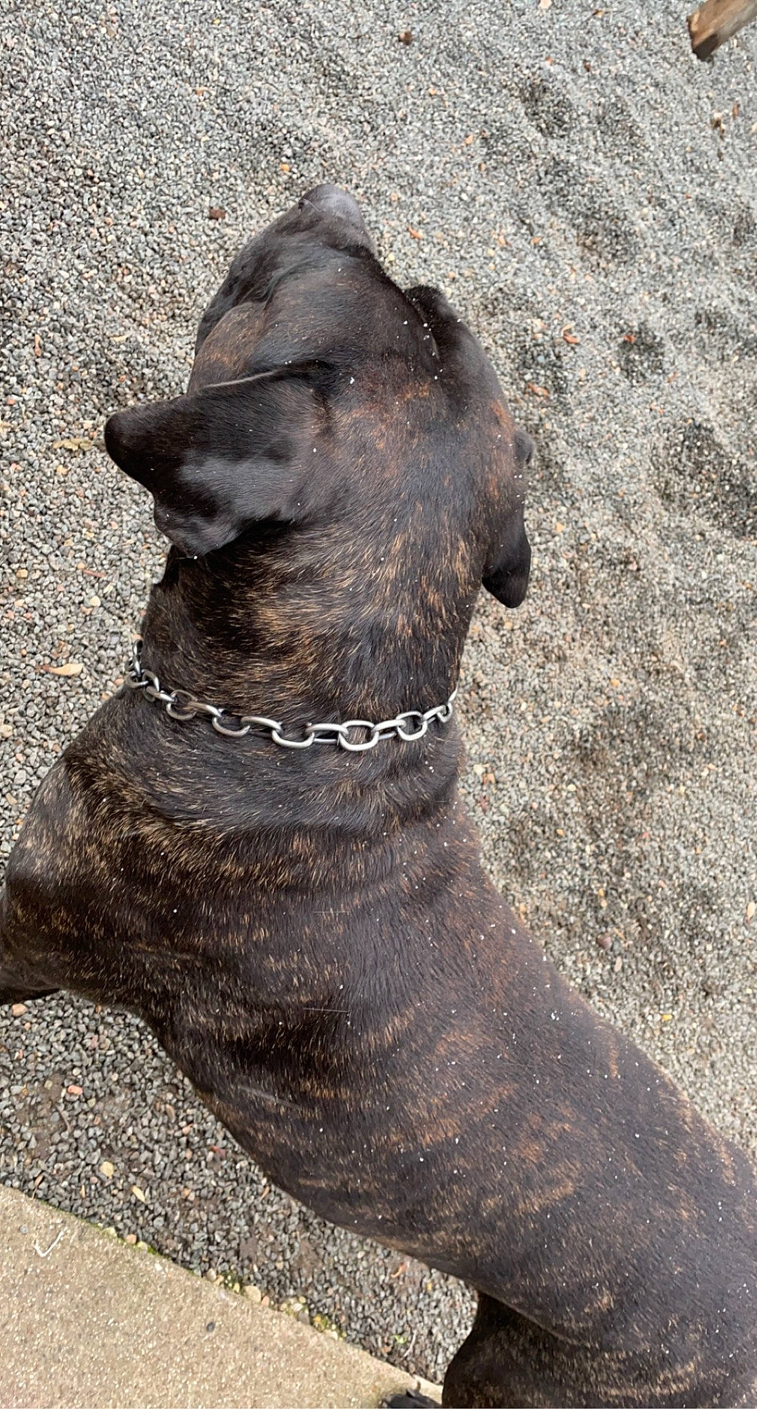 Layron a rejoint le concours — aidez-le/la à gagner de superbes lots ! canidae, carnivore, collar, dog, dog_breed, dog_collar, fawn, fur, gun_dog, hunting_dog, liver, non_sporting_group, snout, sporting_group, terrestrial_animal, whiskers, wildlife, working_animal