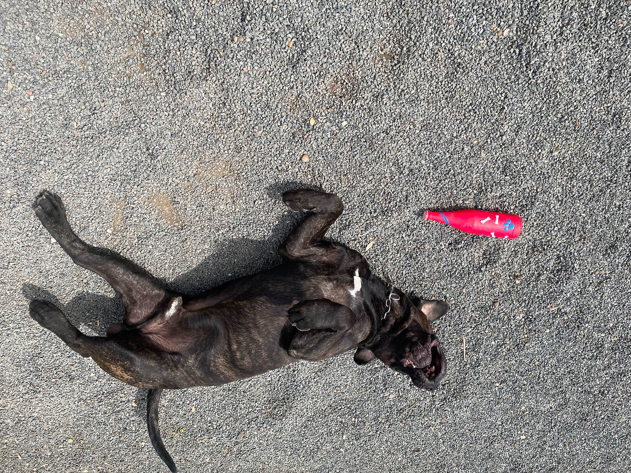 Layron participe au concours pour gagner de l'argent avec cette photo : asphalt, canidae, carmine, collar, concrete, dog_breed, fashion_accessory, grass, leash, road, road_surface, shadow, sidewalk, soil, sporting_group, tail, tar, terrestrial_animal