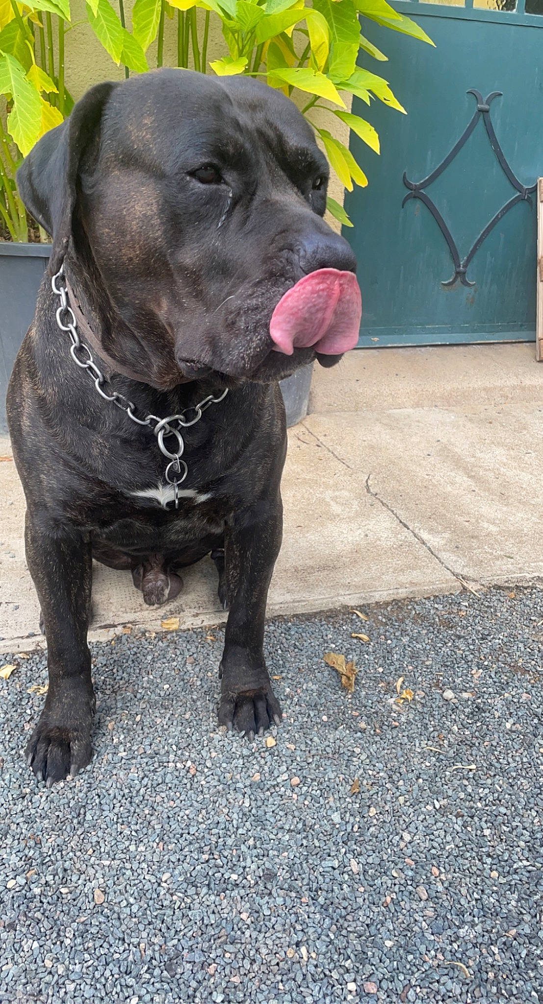 Layron a rejoint le concours — aidez-le/la à gagner de superbes lots ! borador, canidae, carnivore, collar, companion_dog, dog, dog_breed, dog_collar, dog_supply, fawn, fur, leash, liver, pet_supply, road_surface, snout, sporting_group, terrestrial_animal, whiskers, working_animal