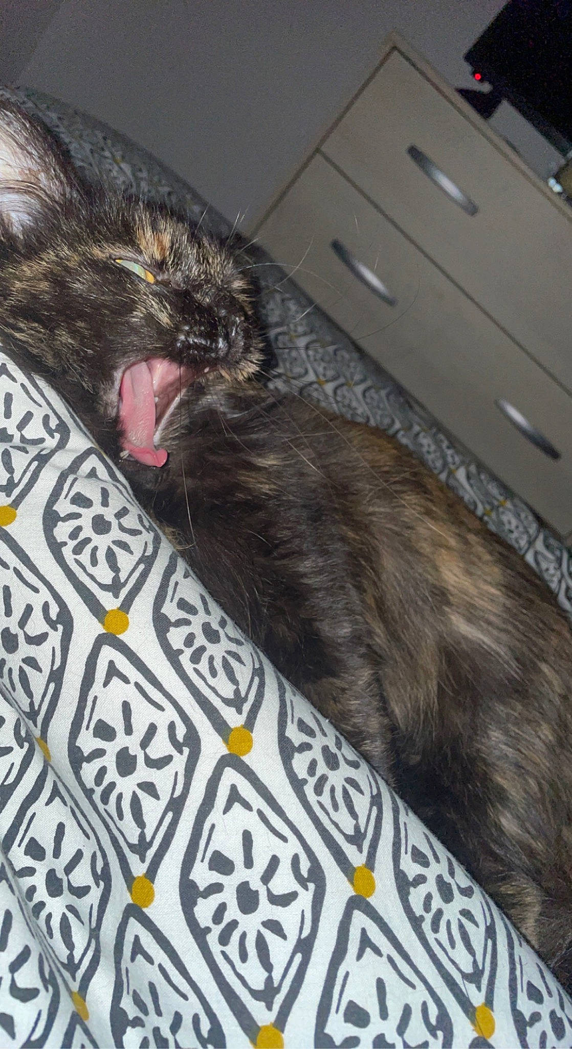 Rasta a rejoint le concours — aidez-le/la à gagner de superbes lots ! black_cat, canidae, carnivore, cat, claw, comfort, dog_breed, domestic_short_haired_cat, felidae, foot, fur, linens, nap, paw, sleep, small_to_medium_sized_cats, snout, sporting_group, tail, whiskers