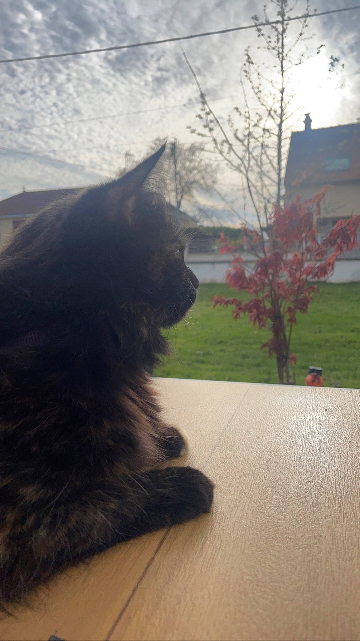 Rasta participe au concours pour gagner de l'argent avec cette photo : carnivore, cat, cloud, companion_dog, dog_breed, domestic_short_haired_cat, felidae, flooring, grass, plant, sky, small_to_medium_sized_cats, sunlight, tail, tints_and_shades, tree, vertebrate, whiskers, winter, wood