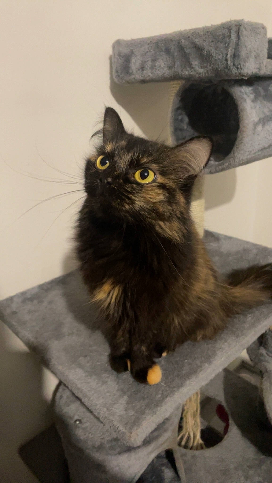 Rasta a rejoint le concours — aidez-le/la à gagner de superbes lots ! black_cat, bombay, carnivore, cat, claw, domestic_short_haired_cat, felidae, fur, grey, paw, small_to_medium_sized_cats, snout, tail, terrestrial_animal, whiskers, wood