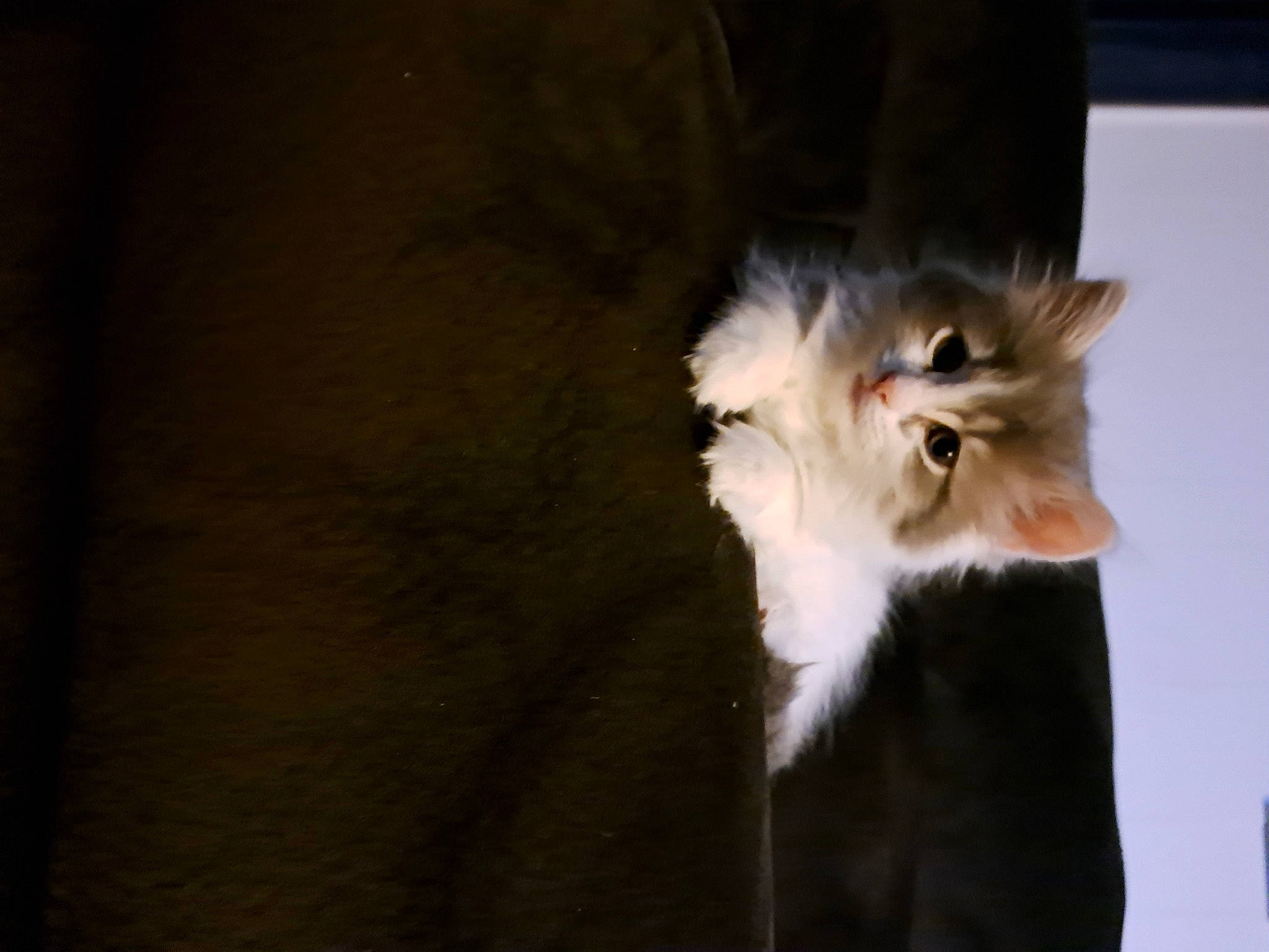 Luna is registered to the contest to win money with this photo: canidae, carnivore, cat, darkness, event, felidae, fur, small_to_medium_sized_cats, snout, tail, terrestrial_animal, whiskers, wildlife, window