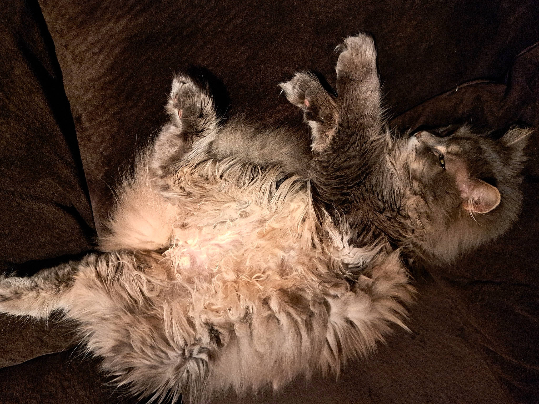 Cleo joined the competition — help win amazing prizes! canidae, carnivore, claw, companion_dog, darkness, dog, dog_breed, fawn, felidae, foot, fur, grey, paw, small_terrier, small_to_medium_sized_cats, sporting_group, tail, terrestrial_animal, terrier, whiskers