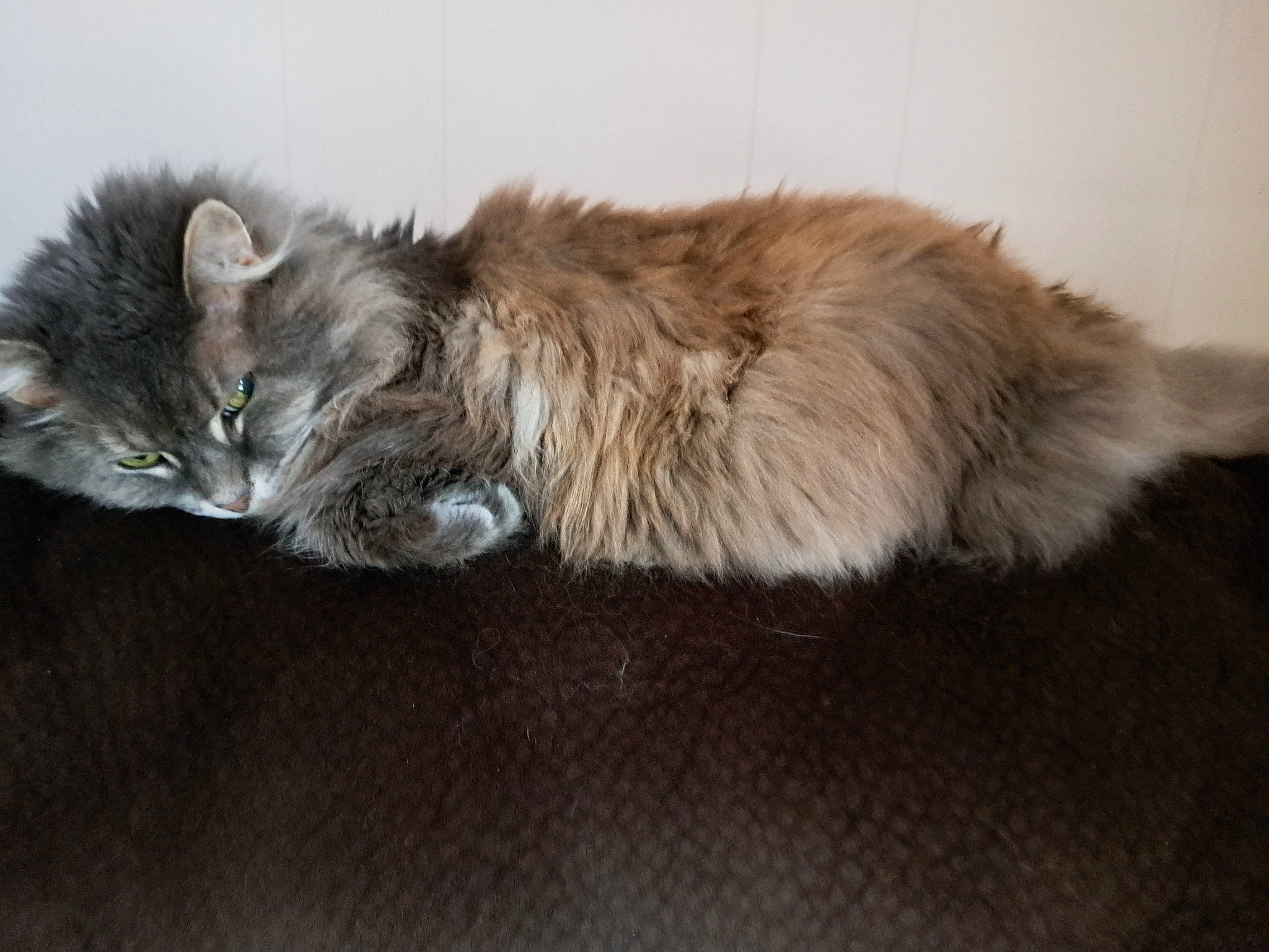 Cleo joined the competition — help win amazing prizes! british_longhair, brown, carnivore, cat, claw, comfort, companion_dog, domestic_short_haired_cat, ear, fawn, felidae, fur, nap, paw, sleep, small_to_medium_sized_cats, snout, tail, terrestrial_animal, whiskers