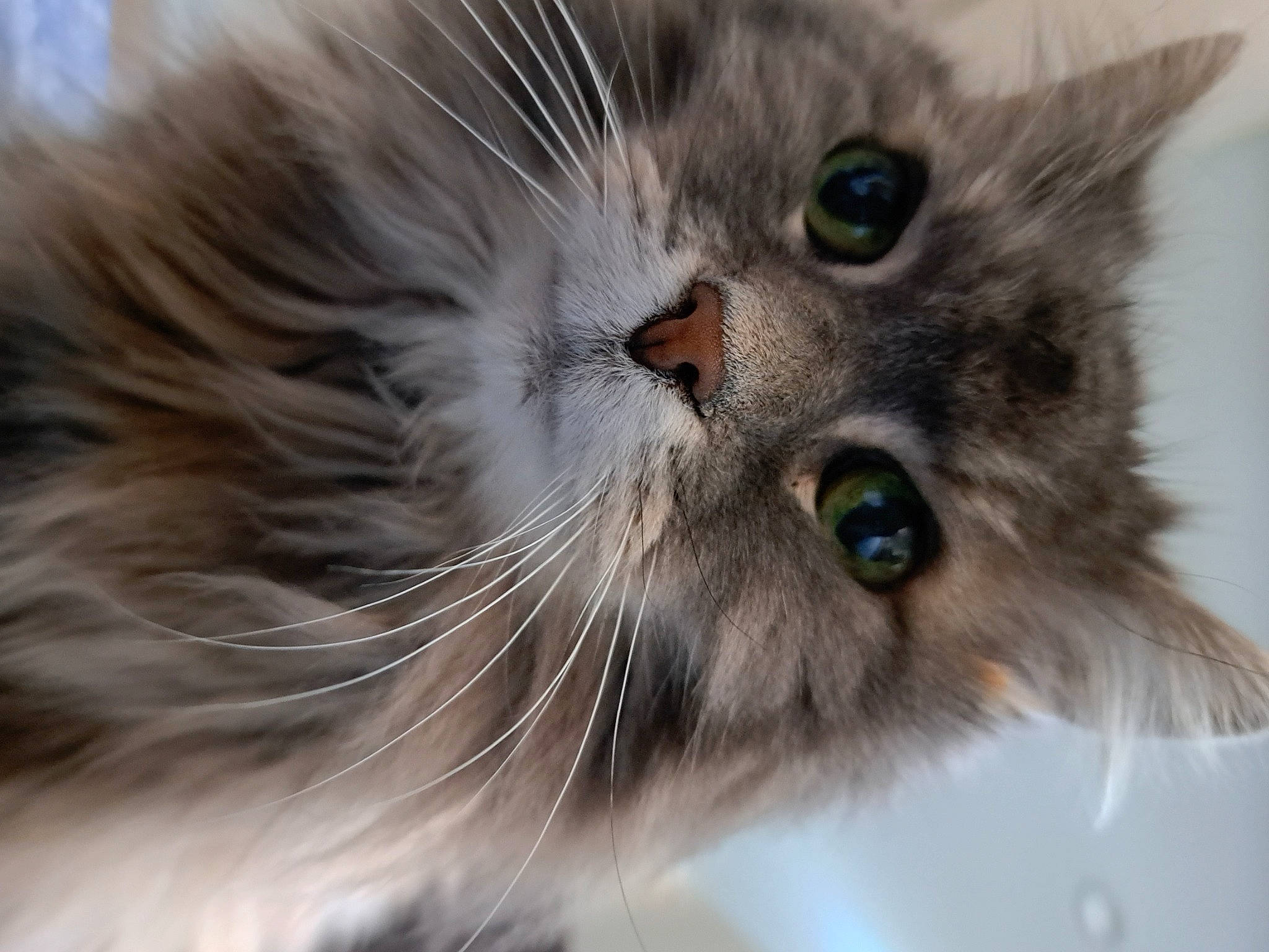 Cleo joined the competition — help win amazing prizes! british_longhair, carnivore, cat, claw, close_up, fawn, felidae, fur, grey, paw, persian, ragdoll, small_to_medium_sized_cats, snout, terrestrial_animal, whiskers