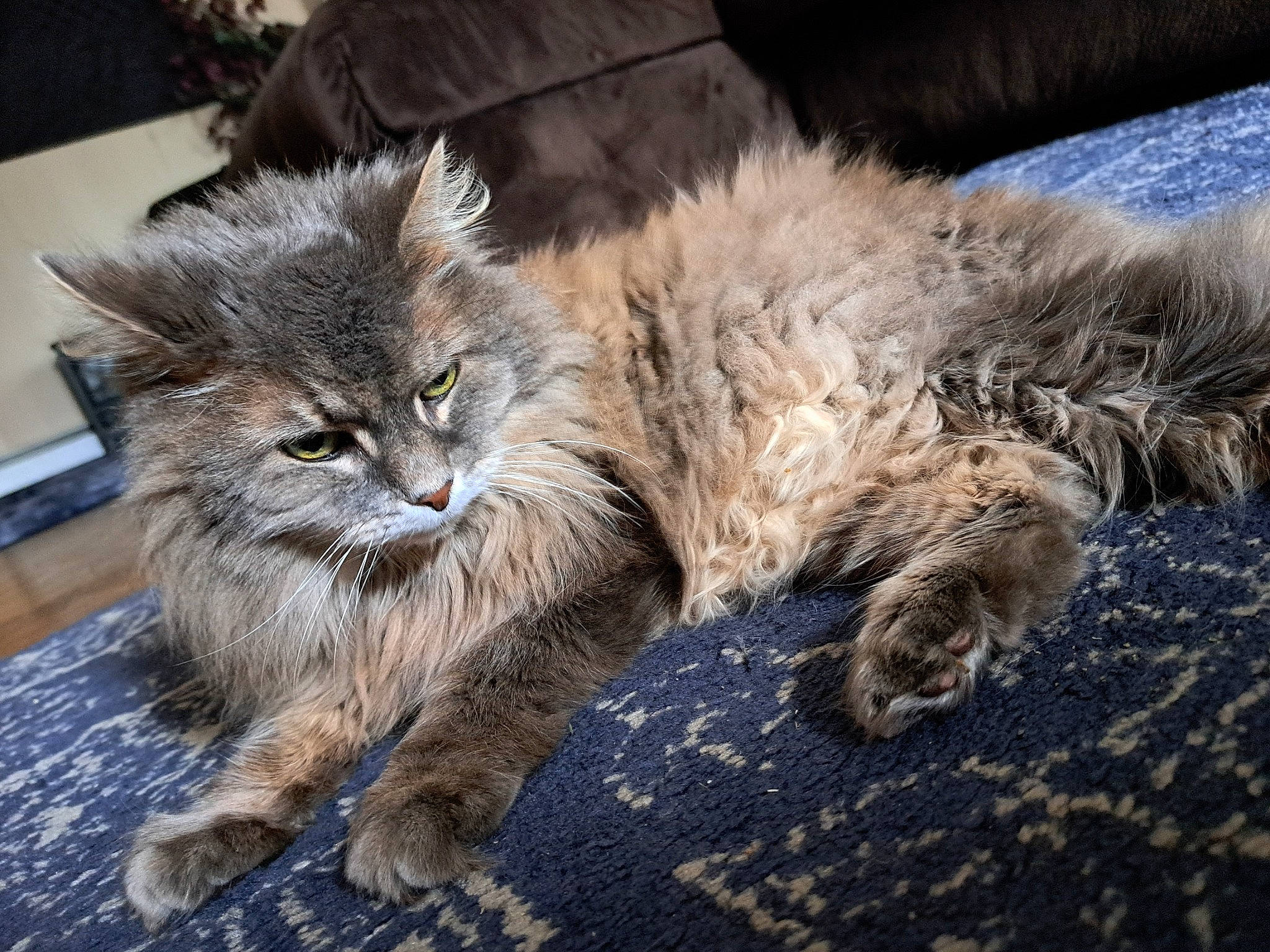 Cleo is registered to the contest to win money with this photo: british_longhair, carnivore, cat, claw, comfort, domestic_short_haired_cat, eye, fawn, felidae, flooring, fur, grey, maine_coon, paw, plant, small_to_medium_sized_cats, snout, tail, terrestrial_animal, whiskers