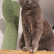 Nanette a rejoint le concours — aidez-le/la à gagner de superbes lots ! alert, animal, beige, cat, cat_tree, curious, domestic, feline, fur, gray_cat, green, indoor, paws, perched, pet, platform, tail, texture, whiskers, yellow_eyes