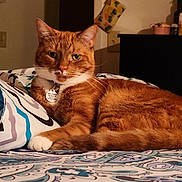 Jinx is registered to the contest to win money with this photo: abyssinian, accessories, animal, bag, bed, bedroom, blanket, cat, couch, cushion, furniture, handbag, homedecor, indoors, linen, manx, pet, quilt, room, tape