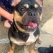 Lola joined the competition — help win amazing prizes! dog, french_bulldog, pet, outdoor, tongue_out, happy, close_up, black_and_tan, collar, person, kneeling, footwear, shoes, pavement, concrete, animal, cute, friendly, companion, canine