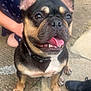 dog, french_bulldog, pet, outdoor, tongue_out, happy, close_up, black_and_tan, collar, person, kneeling, footwear, shoes, pavement, concrete, animal, cute, friendly, companion, canine