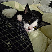 Charlie a rejoint le concours — aidez-le/la à gagner de superbes lots ! animal, bed, bedroom, blanket, cat, couch, cushion, dormroom, drawer, furniture, homedecor, indoors, kitten, linen, manx, person, pet, quilt, room, sleeping