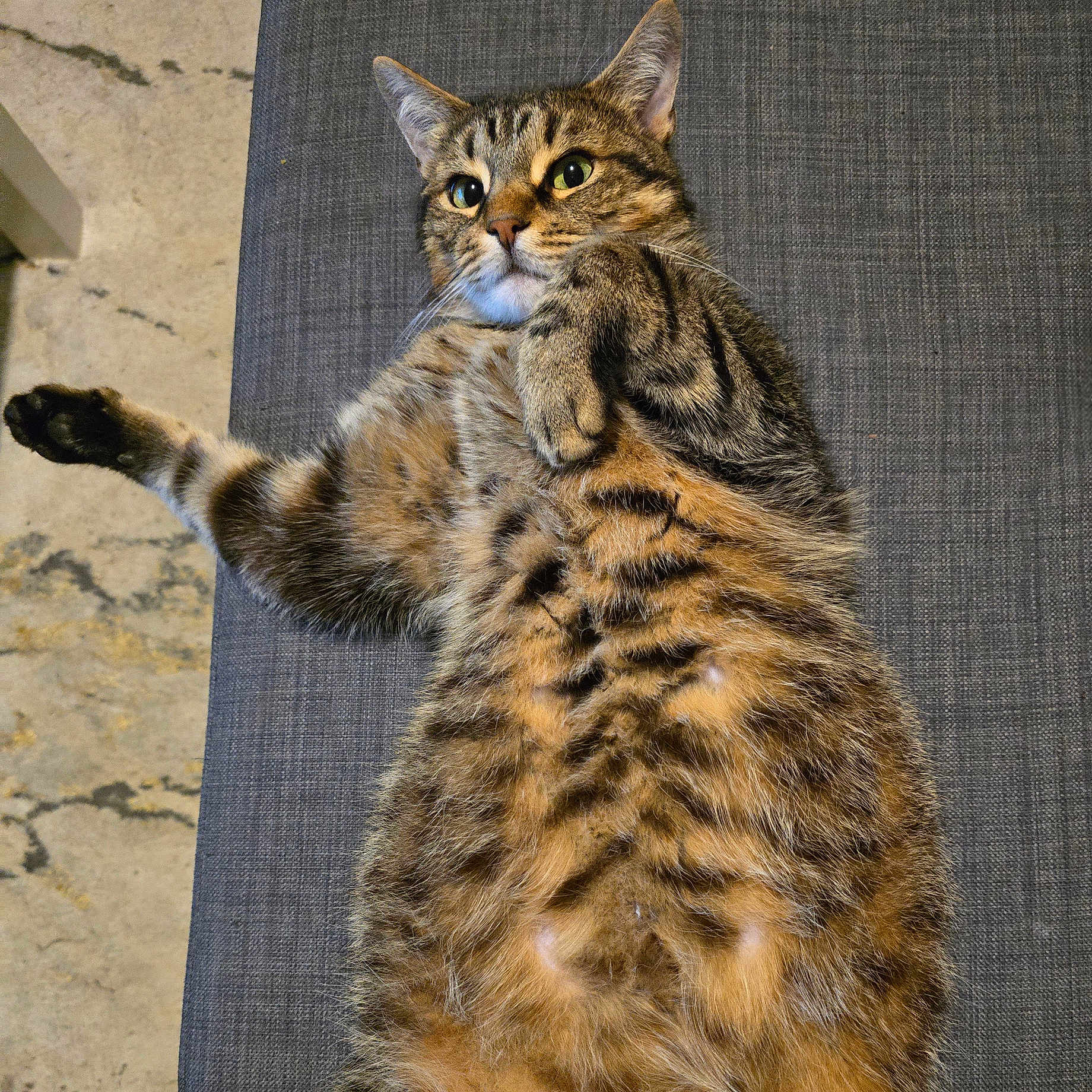 Marcel a rejoint le concours — aidez-le/la à gagner de superbes lots ! abyssinian, animal, armchair, cat, chair, couch, egyptiancat, furniture, kitten, manx, ocelot, pet