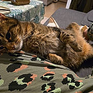 Marcel participe au concours pour gagner de l'argent avec cette photo : abyssinian, animal, architecture, blanket, boy, bread, building, cat, child, couch, cushion, food, furniture, homedecor, kitten, male, manx, person, pet, plate