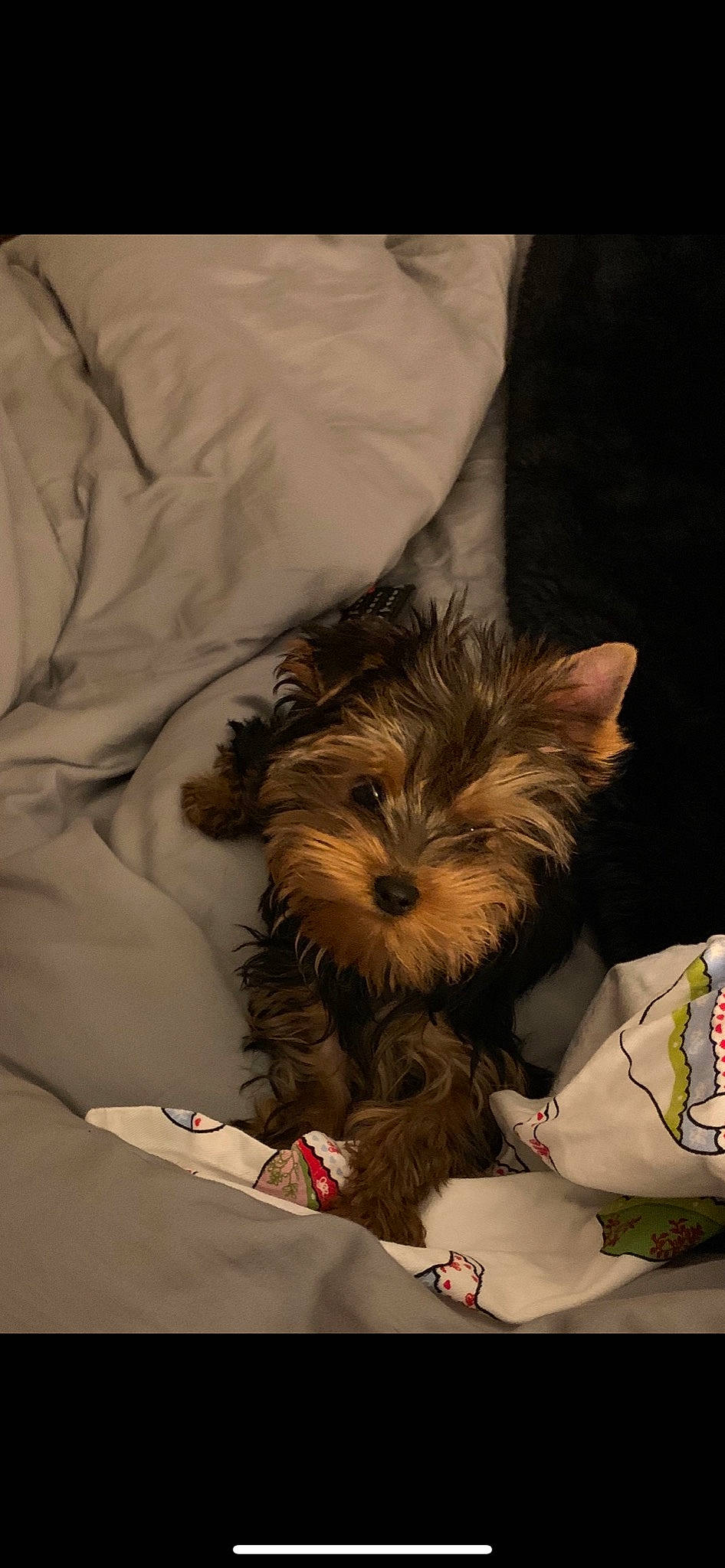 Sophie participe au concours pour gagner de l'argent avec cette photo : australian_silky_terrier, australian_terrier, biewer_terrier, cairn_terrier, canidae, carnivore, companion_dog, dog, dog_breed, mammal, morkie, norwich_terrier, puppy, rare_breed_dog, schnoodle, small_terrier, terrier, toy_dog, vertebrate, yorkshire_terrier