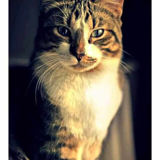 Féroé