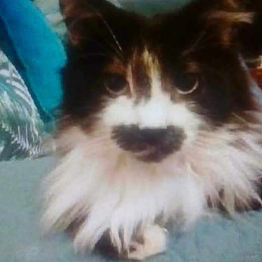 Choupi