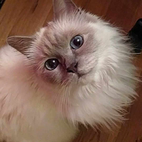 Hermine
