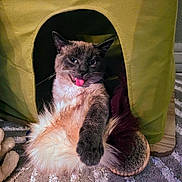 Ulysse participe au concours pour gagner de l'argent avec cette photo : cat, tongue_out, fluffy, pet_house, carpet, indoor, playful, cheeky, feline, fur, paw, resting, cute, animal, domestic, cozy, relaxed, funny_expression, home, pet