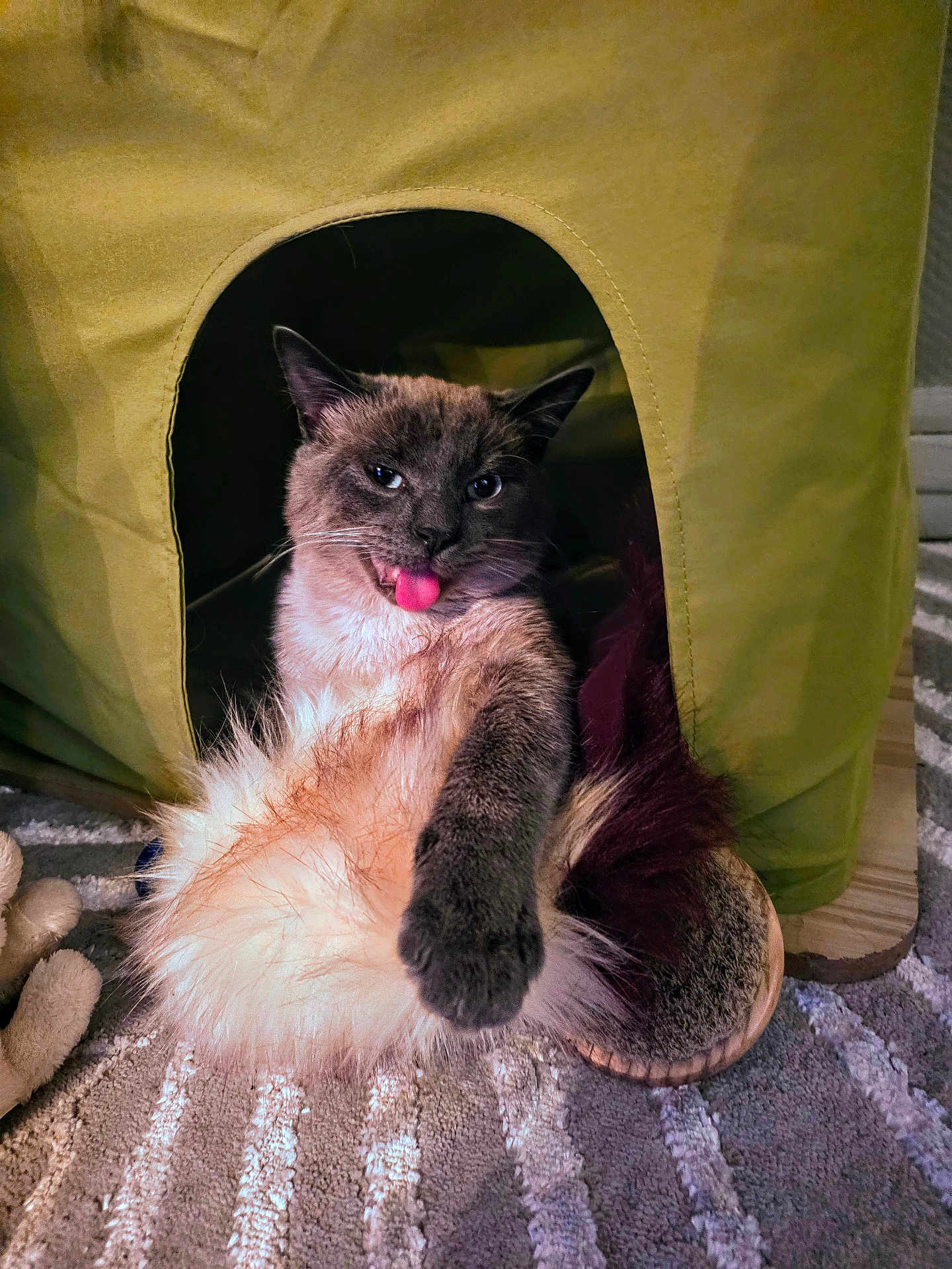 Ulysse participe au concours pour gagner de l'argent avec cette photo : cat, tongue_out, fluffy, pet_house, carpet, indoor, playful, cheeky, feline, fur, paw, resting, cute, animal, domestic, cozy, relaxed, funny_expression, home, pet