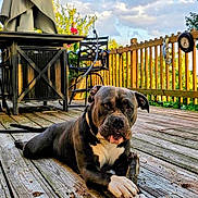 Mellow is registered to the contest to win money with this photo: dog, outdoor, wooden_deck, stick, pet, animal, furniture, table, chair, railing, sky, cloud, summer, daylight, nature, canine, relaxed, paw, backyard, garden