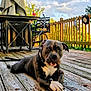 dog, outdoor, wooden_deck, stick, pet, animal, furniture, table, chair, railing, sky, cloud, summer, daylight, nature, canine, relaxed, paw, backyard, garden