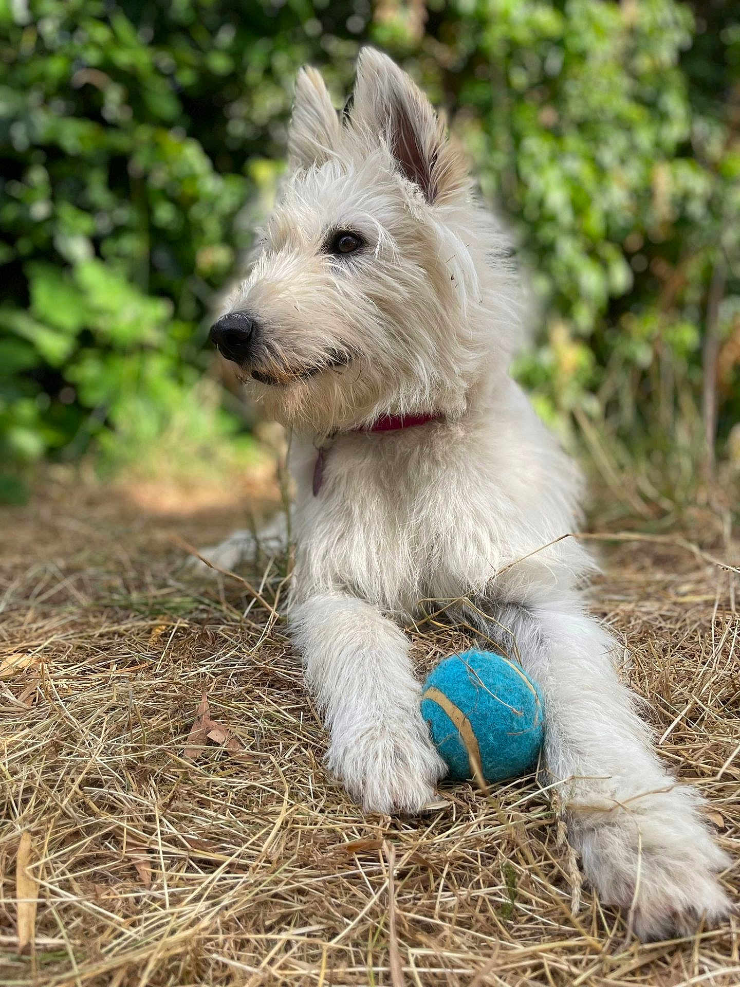 Valkirie a rejoint le concours — aidez-le/la à gagner de superbes lots ! dog, white_dog, tennis_ball, grass, outdoor, pet, animal, fur, playful, nature, collar, closeup, canine, laying_down, ears_up, daylight, focus, guarding, background_blur, alert