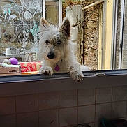 Valkirie participe au concours pour gagner de l'argent avec cette photo : dog, white_dog, pet, window, kitchen, curious, leaning, indoor, purple_tag, fur, ears, snout, counter, tiles, glass, door, stone_wall, domestic, animal, home