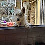 dog, white_dog, pet, window, kitchen, curious, leaning, indoor, purple_tag, fur, ears, snout, counter, tiles, glass, door, stone_wall, domestic, animal, home
