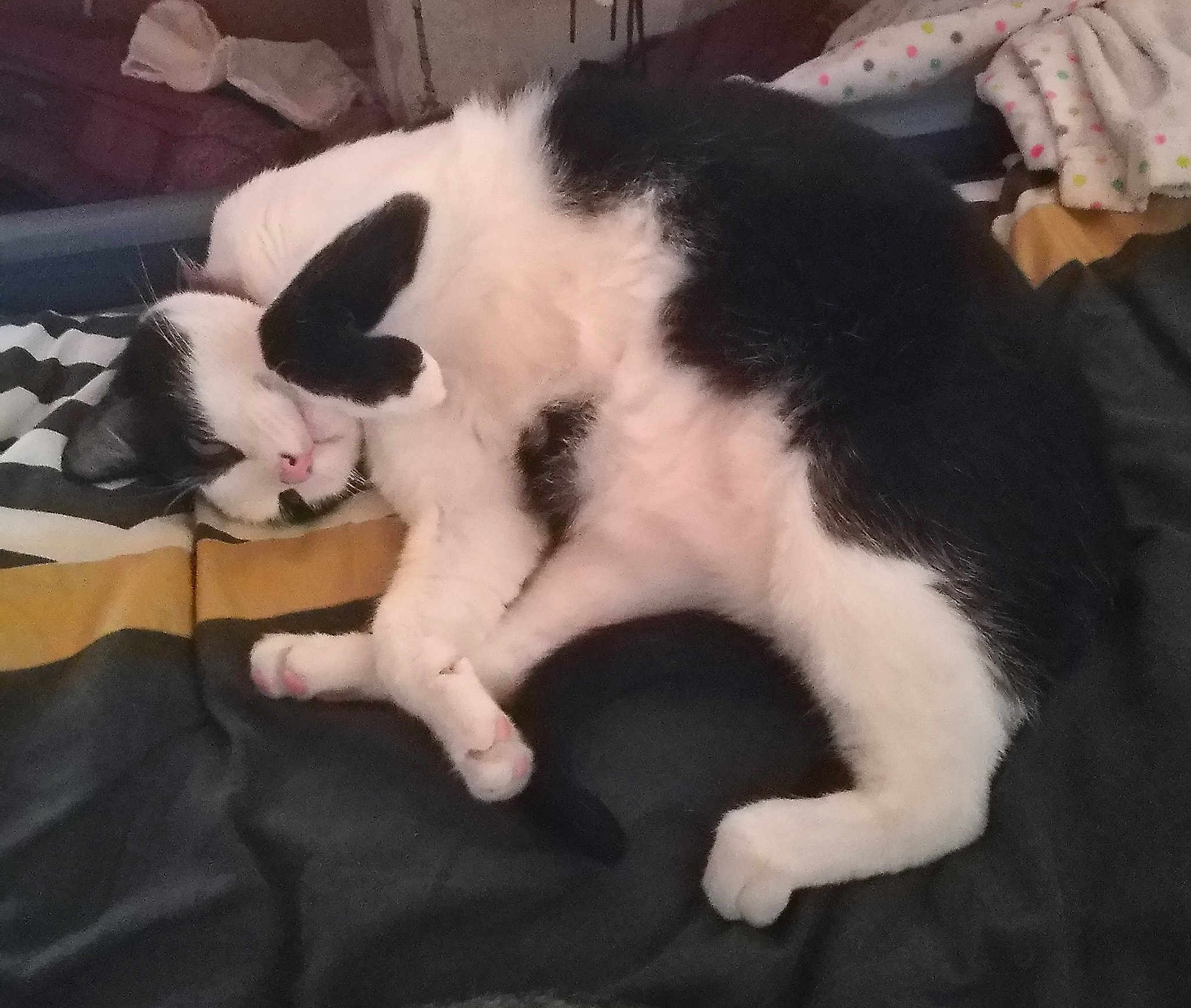 Pistache