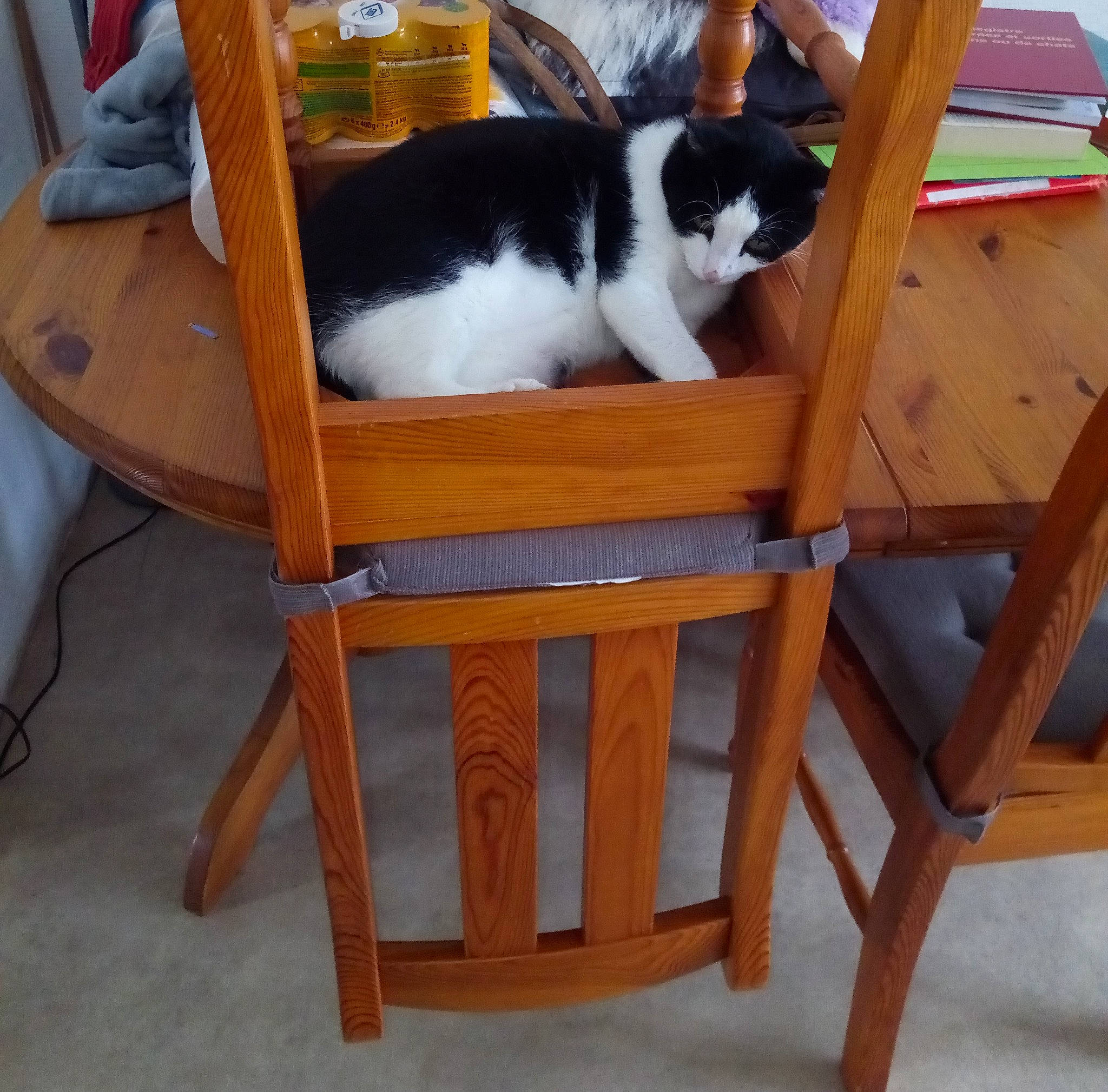 Pistache a rejoint le concours — aidez-le/la à gagner de superbes lots ! cat, chair, felidae, furniture, product, small_to_medium_sized_cats, table, wood