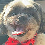 Kayli is registered to the contest to win money with this photo: dog, fluffy, bandana, red_bandana, spiders, skulls, tongue_out, panting, pet, cute, happy, closeup, fur, animal, canine, smiling, collar, indoor, sunlight, portrait