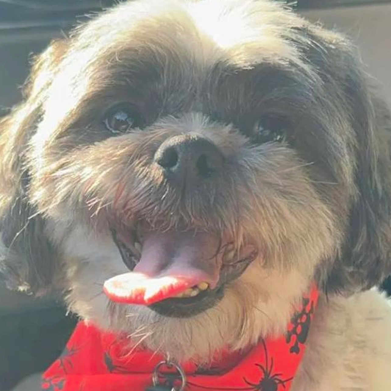 Kayli is registered to the contest to win money with this photo: animal, bandana, canine, closeup, collar, cute, dog, fluffy, fur, happy, indoor, panting, pet, portrait, red_bandana, skulls, smiling, spiders, sunlight, tongue_out