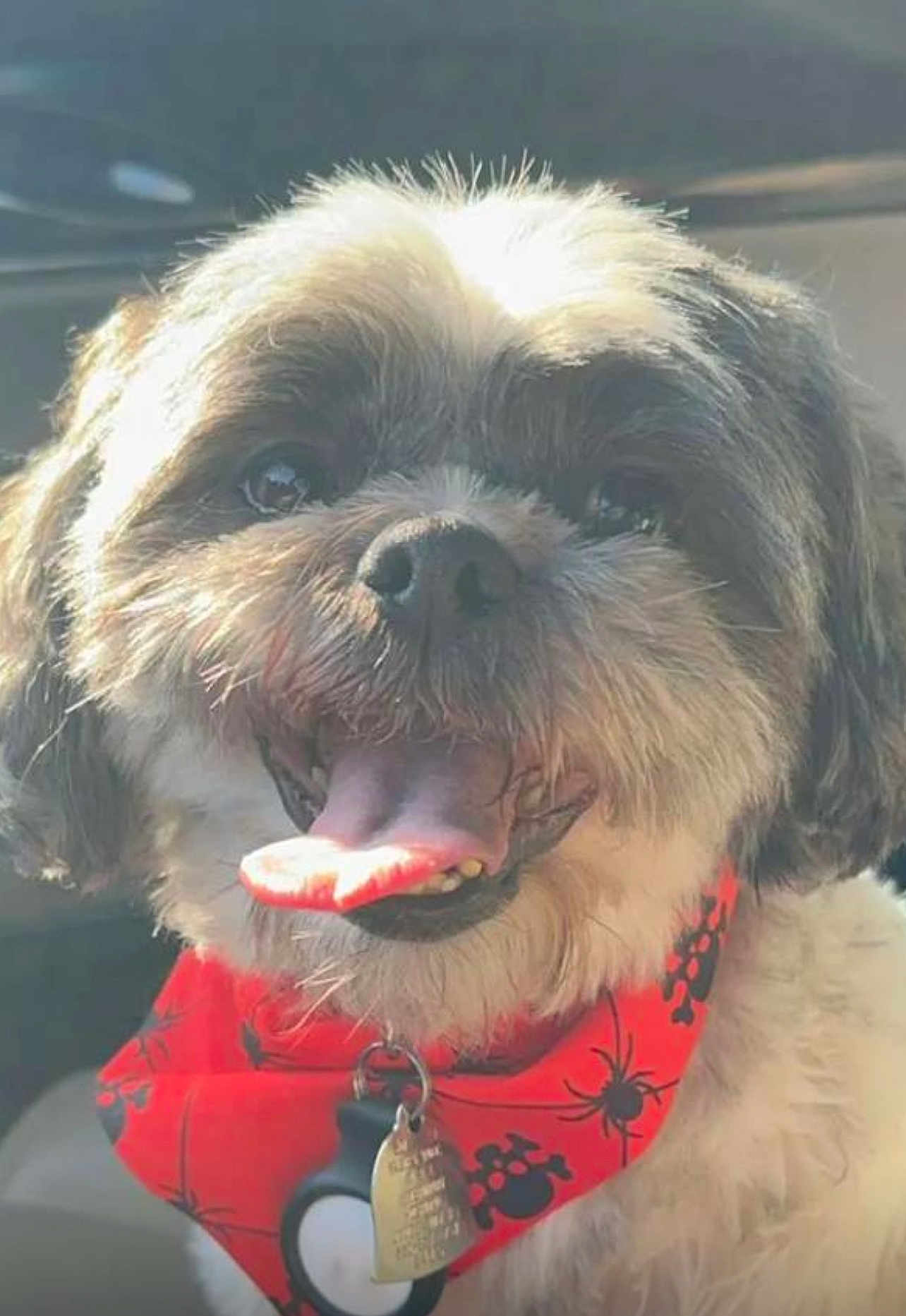 Kayli is registered to the contest to win money with this photo: dog, fluffy, bandana, red_bandana, spiders, skulls, tongue_out, panting, pet, cute, happy, closeup, fur, animal, canine, smiling, collar, indoor, sunlight, portrait