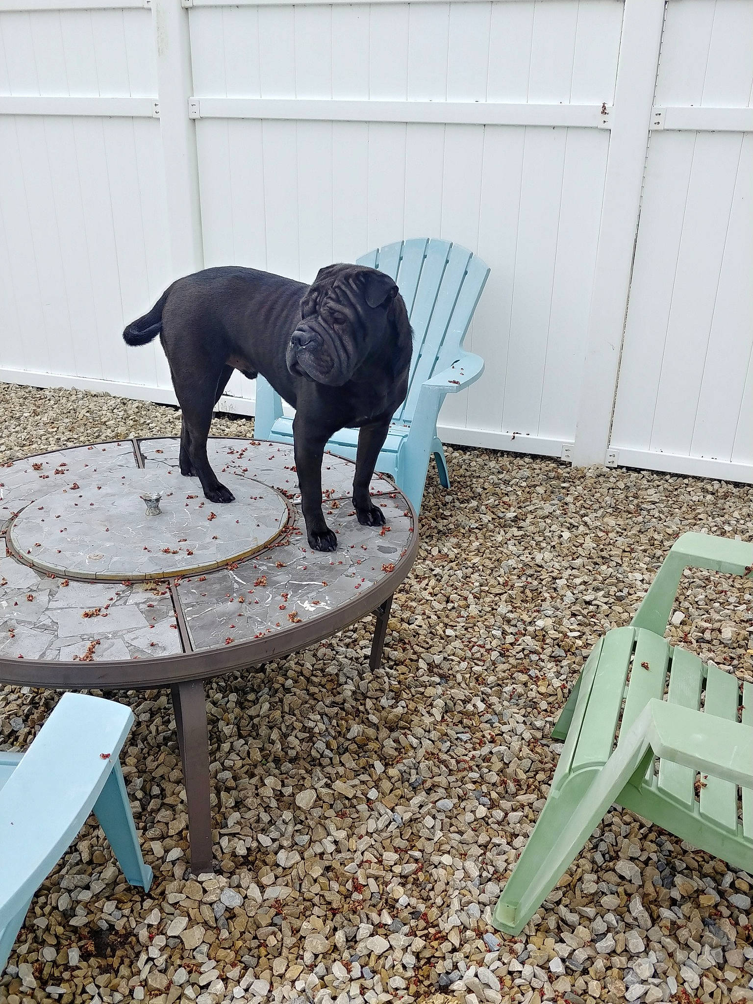 Ardi joined the competition — help win amazing prizes! canidae, chair, dog, dog_breed, furniture, guard_dog, non_sporting_group, sporting_group, table