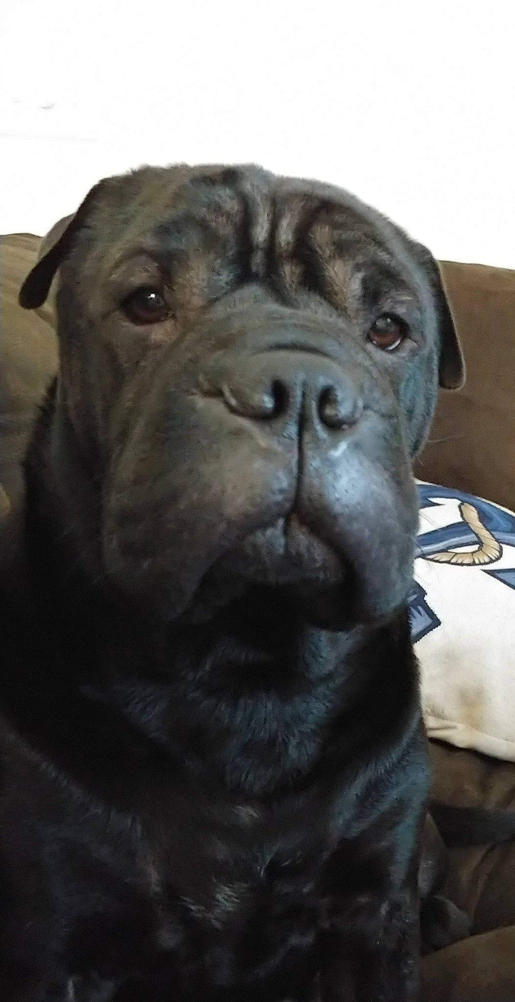 Ardi joined the competition — help win amazing prizes! ancient_dog_breeds, bullmastiff, canidae, carnivore, companion_dog, dog, dog_breed, korean_mastiff, mammal, molosser, neapolitan_mastiff, non_sporting_group, old_english_bulldog, ori_pei, shar_pei, skin, snout, sporting_group, vertebrate, wrinkle