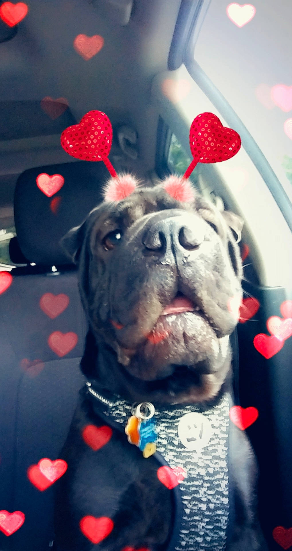 Ardi joined the competition — help win amazing prizes! bulldog, canidae, carnivore, companion_dog, dog, dog_breed, dog_collar, ear, fawn, french_bulldog, non_sporting_group, old_english_bulldog, olde_english_bulldogge, pug, shar_pei, snout, sporting_group