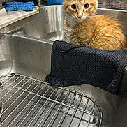Garfield is registered to the contest to win money with this photo: cat, kitten, orange_cat, fluffy, animal, pet, sitting, sink, kitchen, stainless_steel, faucet, sponge, dish_soap, towel, dish_rack, water, countertop, indoors, portrait, curious