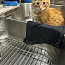 cat, kitten, orange_cat, fluffy, animal, pet, sitting, sink, kitchen, stainless_steel, faucet, sponge, dish_soap, towel, dish_rack, water, countertop, indoors, portrait, curious