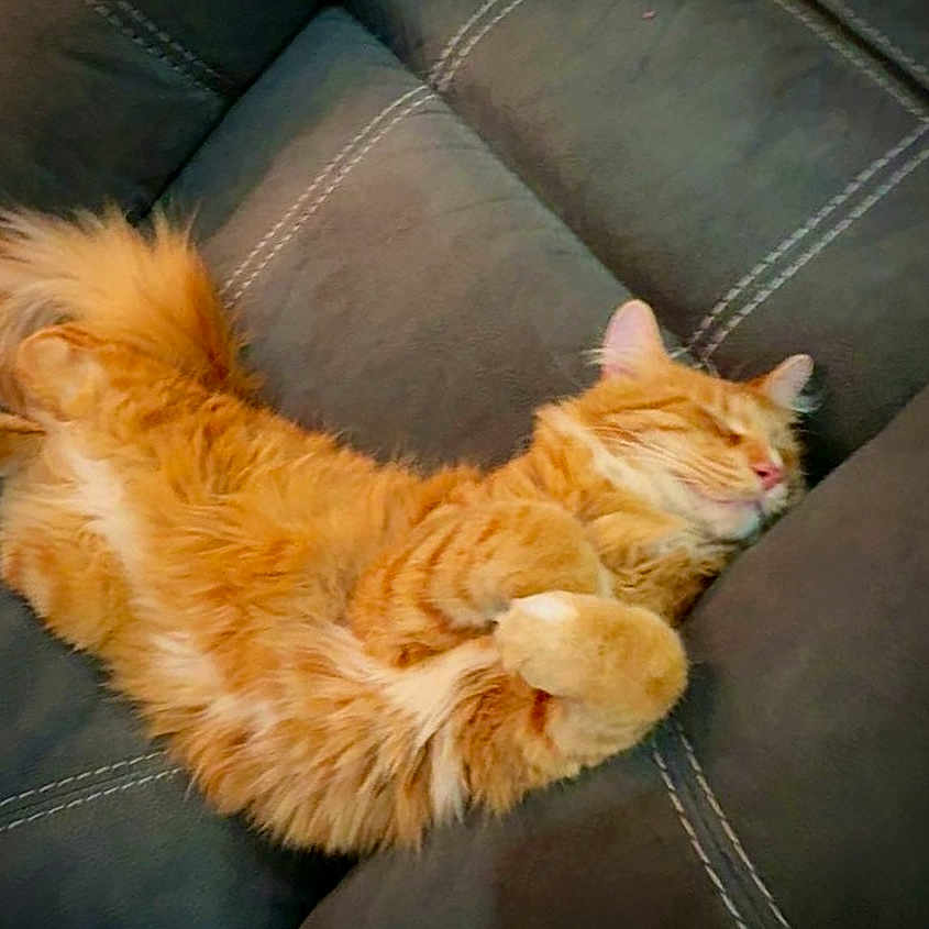 Garfield