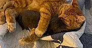 Garfield is registered to the contest to win money with this photo: cat, orange_cat, kitten, sleeping, cuddling, fluffy, fur, paw, whiskers, ears, bed, blanket, quilt, cozy, indoors, pet, relaxed, cute, companionship, warm_colors